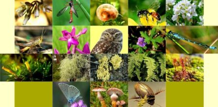 BIODIVERSITATEA ZONELOR UMEDE ALE REPUBLICII MOLDOVA. Piese din colecția Muzeului Național de Etnografie și Istorie Naturală