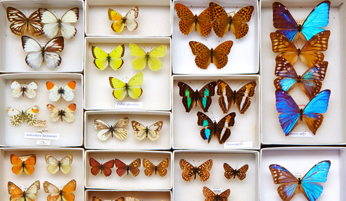 Entomological collection