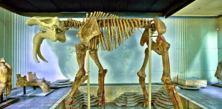 Deinotherium Giganteum